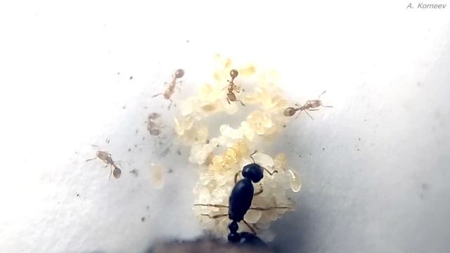 Самые маленькие муравьи в России - Solenopsis fugax смотреть онлайн