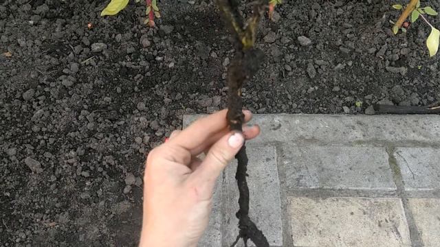 Розы из питомника Элит. Всё-таки выкапываю.