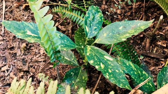 Gold Dust Aucuba ( Aucuba japonica ) - The ULTIMATE SHADE PLANT смотреть онлайн
