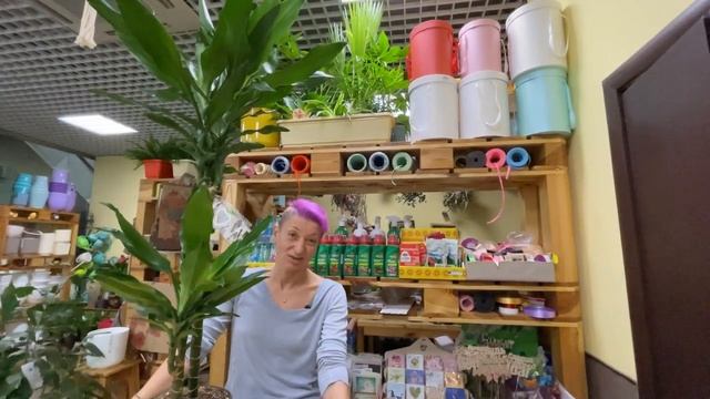 Драцена Бурунди - сорт душистой драцены | Чем отличаются душистые драцены от других разновидностей смотреть онлайн