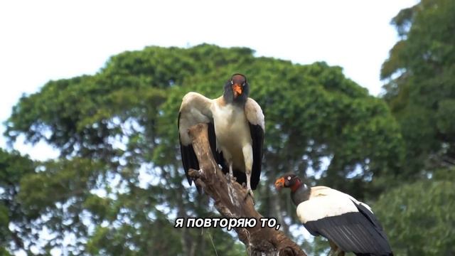 "Мотивация". 10 августа. Мужество меняться. Ежедневник для созависимых. смотреть онлайн