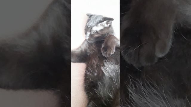 Кот Мейвис устал играть