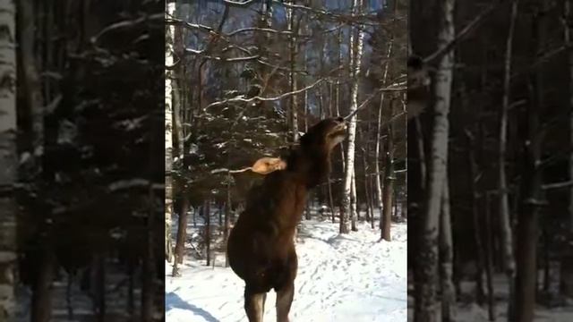 Elk in the city (Moscow, Elk Island) смотреть онлайн