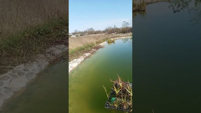 Обзор пруда. смотреть онлайн