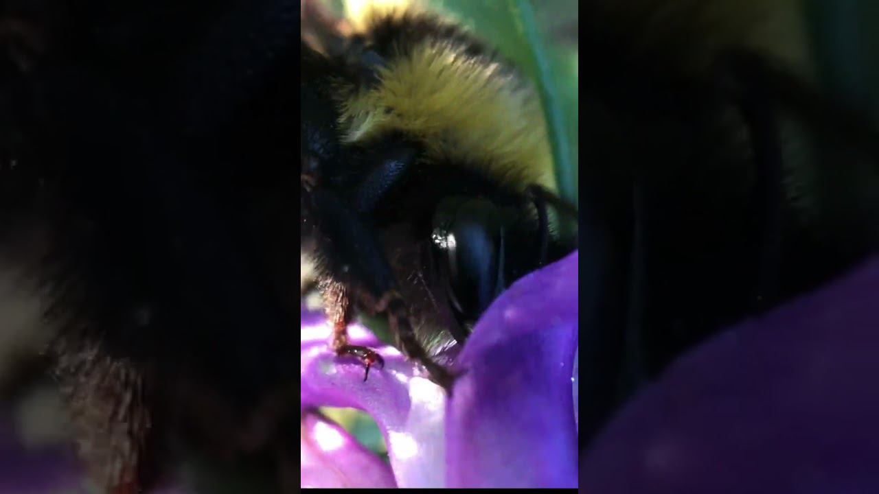 Шмели - опылители для семеноводства кормовых культур, люцерна смотреть онлайн