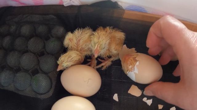 ФАВЕРОЛЬ вылуп 27/03/2021/УХЕЙИЛЮЙ птенцы / КУРИЦЫ ПОРОДИСТЫЕ / птицы Мари Мистик /Санкт - Петербур смотреть онлайн