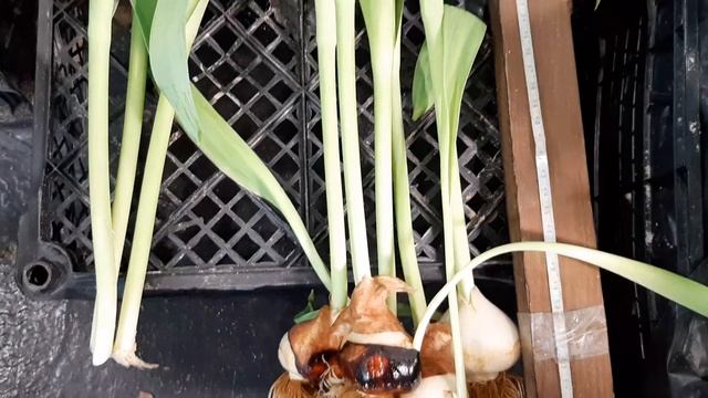 Первый срез тюльпана выращенного на гидропонной(на воде) выгонке. Первое впечетление, какие плюсы! смотреть онлайн