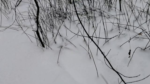 Конный плуг в лесу. смотреть онлайн