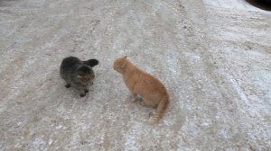 Мартовские коты ругаются и дерутся