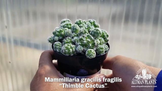 Quick Peek: Mammillaria gracilis fragilis "Thimble Cactus" смотреть онлайн
