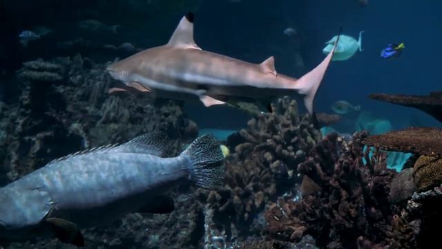 Релакс. Музыка для медитации. Успокоение нервной системы. Аквариум. смотреть онлайн