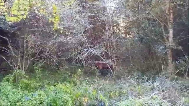 Дикие козы в Австралии. Случайная встреча. Рамзес-872 смотреть онлайн