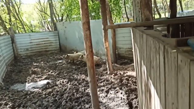 #Влог/Покупка/ Порося / Маша ..... смотреть онлайн