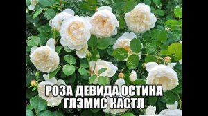 Роза Девида Остина Глэмис Кастл