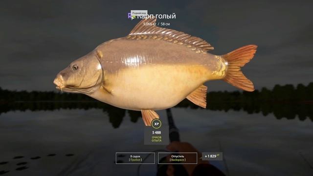 рр4 Фарм 622 монет в час | Янтарное озеро Карпы на мидии | The Amber Lake Carp Spot 12.06.2023 смотреть онлайн