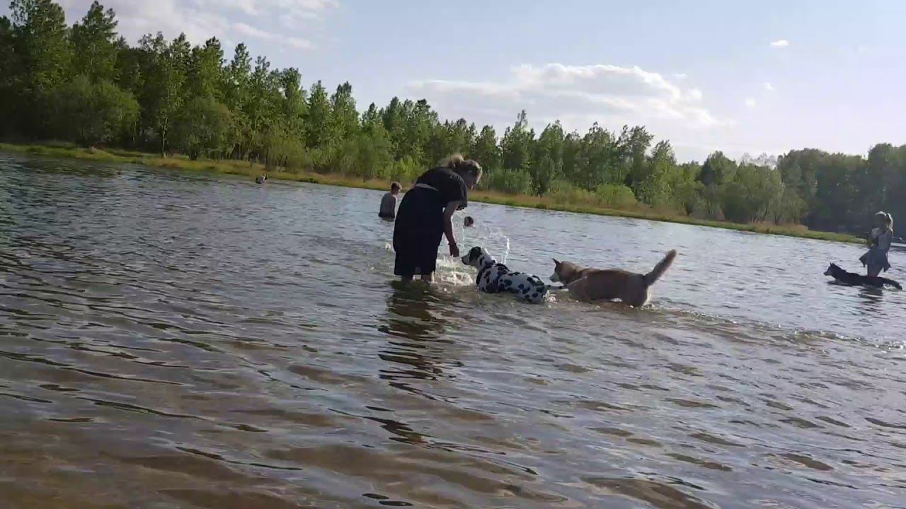 Dog swimming смотреть онлайн