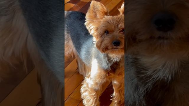 Мой пёс умеет раны зализать… смотреть онлайн