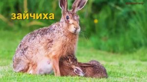 Животные и их детеныши на русском языке. Учим названия животных и их детенышей