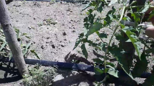 МОЯ ФАЗЕНДА! Формирование томатов, залог хорошего урожая! Прищипываем пасынки и боковые побеги ! смотреть онлайн