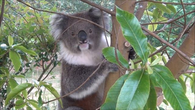Amazingly cute koala bear in the wild смотреть онлайн