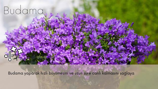 Queen Türkiye - Campanula Bakımı