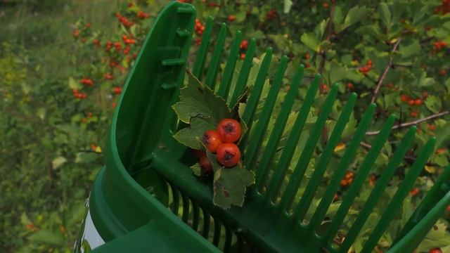 ? Поход на заброшенный участок? ВАРЕНЬЕ из крыжовника Секреты приготовления смотреть онлайн