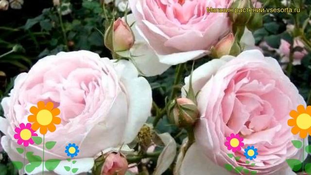 Роза кустовая Ведгвуд Роуз. Краткий обзор, описание характеристик The Wedgwood Rose смотреть онлайн