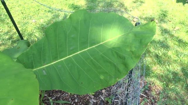 Magnolia hybr. ashei смотреть онлайн