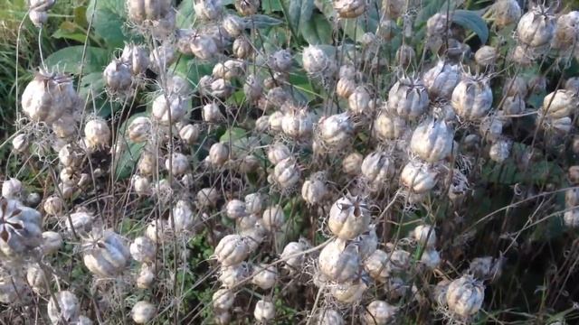 Nigella Damscena Seed Pods