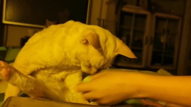 Кот играет в кости?#кот #кости #игра #девонрекс