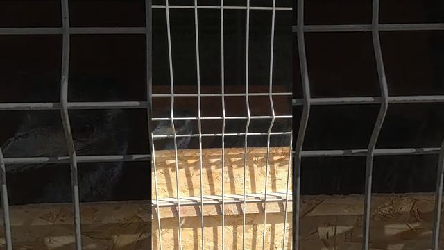 Страус Эму издаёт страшные звуки смотреть онлайн