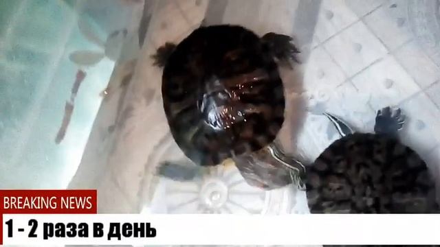 Tetra рептомин для красноухих черепах смотреть онлайн