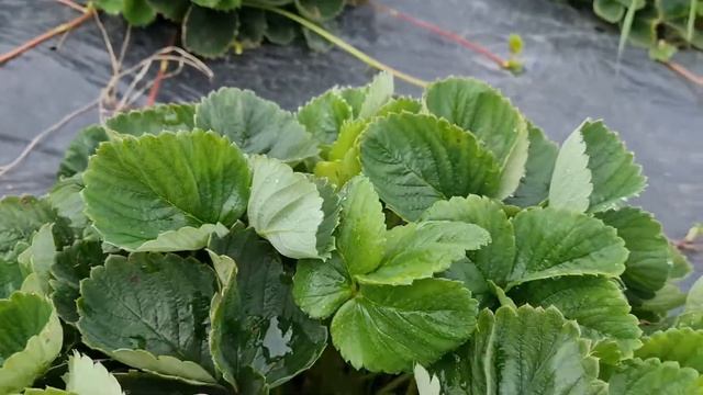 Клубника ремонтантная кабрилло смотреть онлайн