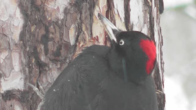 Желна ( Dryocopus martius ) смотреть онлайн