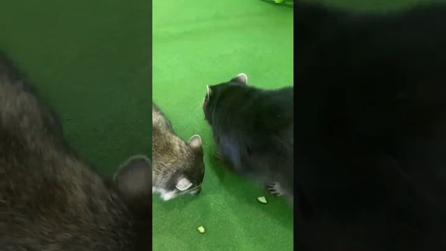 Зверское нападение диких животных) шок контент ? #енот #дикий #зверь смотреть онлайн