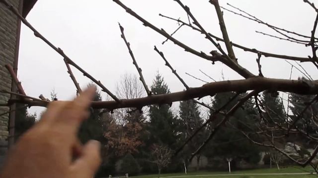 ПЕРСИК. Обзор после летней обрезки. КАК ОБРЕЗАТЬ ДАЛЬШЕ. смотреть онлайн