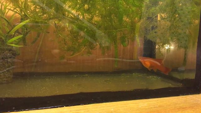 Роды меченосца