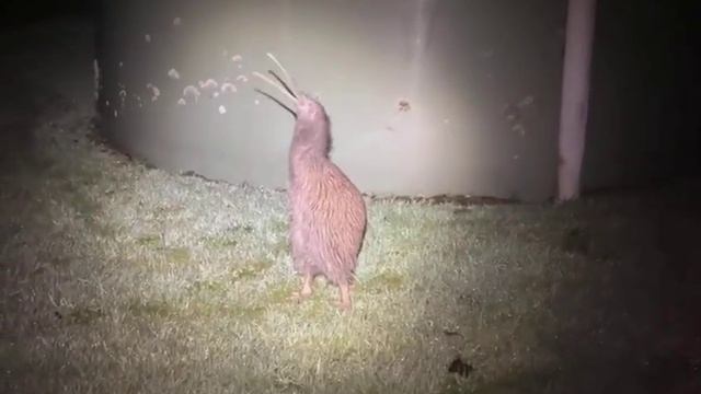 Птица Киви смотреть онлайн