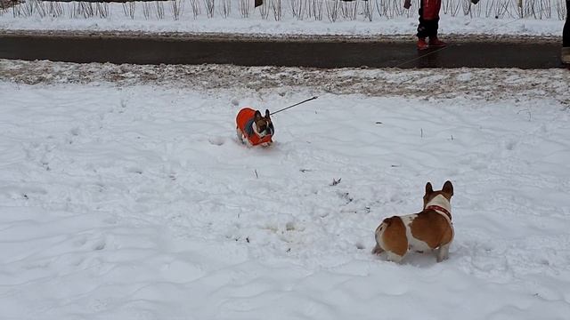 Какие вы модные! А они на липучках? Ботинки для бульдога! смотреть онлайн