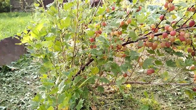 Дача. Крыжовник. смотреть онлайн