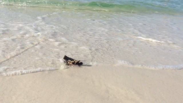 Loggerhead turtle смотреть онлайн