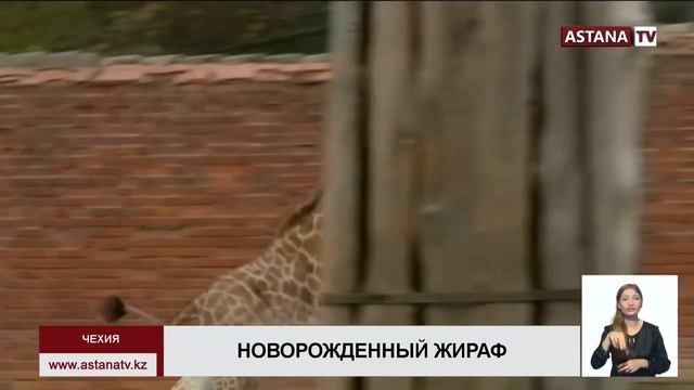 Редкого жирафа показали в зоопарке Чехии смотреть онлайн