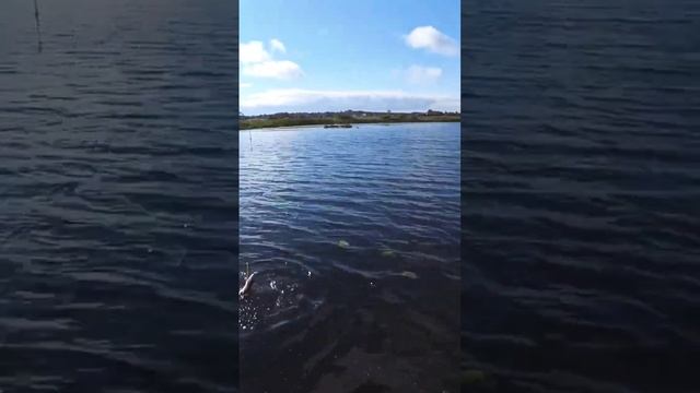 Рыбалка на щуку.Рыбалка на спиннинг.#fishing #shorts #рыбалка #щука смотреть онлайн
