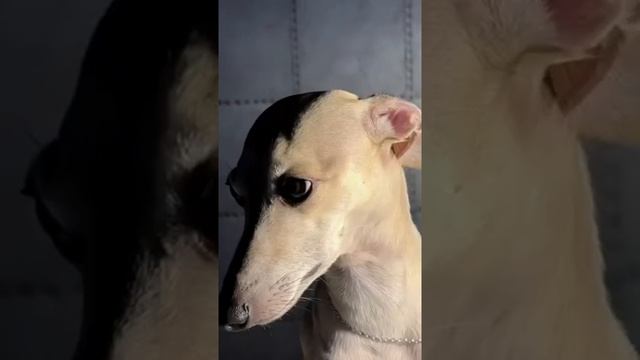 Великолепный Арабеск! смотреть онлайн