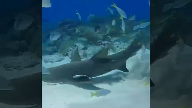 АКУЛА ТАНЦУЮТ ВУГИ ВУГИ