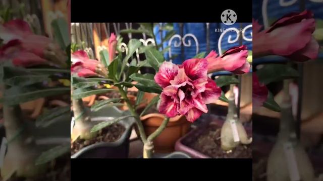 An Eye Catching Adenium Plants смотреть онлайн