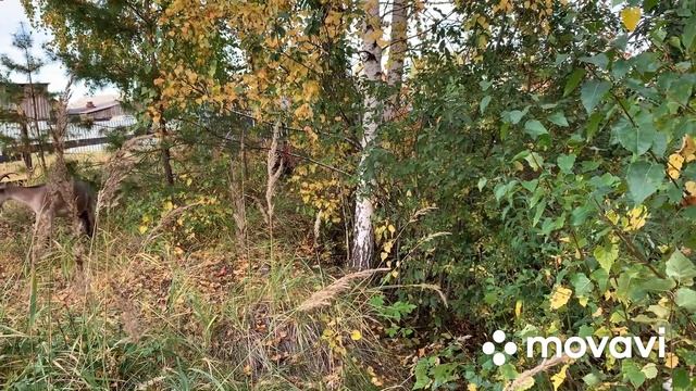 Козы.Как я выпаиваю козочек на племя.// смотреть онлайн