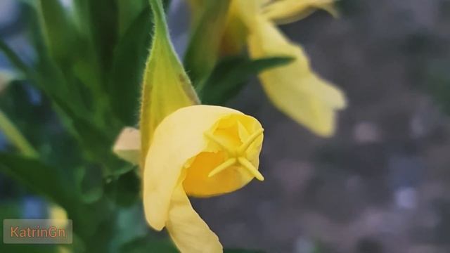 Это просто чудо! Впервые в жизни ЭТО увидела! Музыка Влюбленная осень Андрей Обидин смотреть онлайн