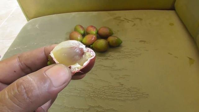 ?Berburu Buah Langka? Kalimantan Matoa di pinggir jalan Dan Burung kecil yg jinak смотреть онлайн