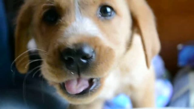 Nikon D3100 Video Test смотреть онлайн